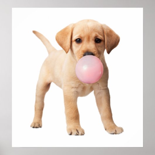 Poster Chien Labritory Retriever Bubblegum Enfant de la N (Devant)