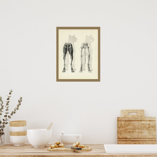 Poster Chien Leg Skeleton Muscle Anatomie Imprimer (Cuisine)