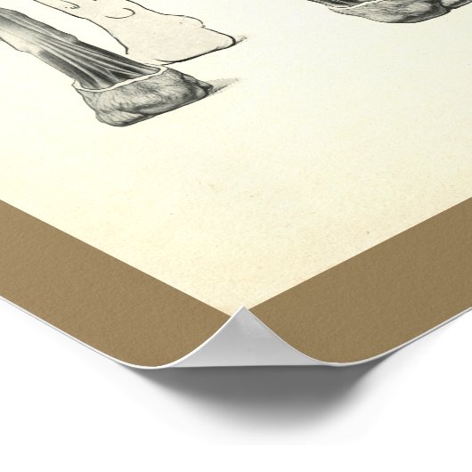 Poster Chien Leg Skeleton Muscle Anatomie Imprimer (Coin)