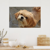 Poster Chien Lhasa Apso dans un jardin (Cuisine)