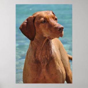 Poster Chien Magyar Vizsla