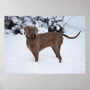 Poster Chien mâle Weimaraner en hiver