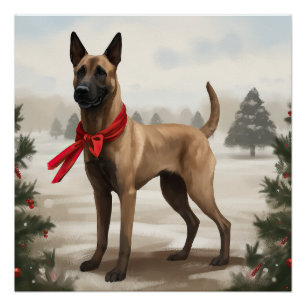 Poster Chien Malinois Belge dans la neige de Noël