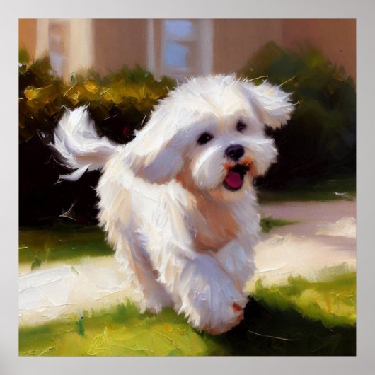 Poster Chien maltais (Devant)