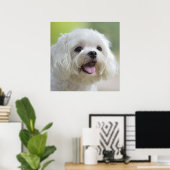 Poster Chien maltais blanc (Bureau à domicile)