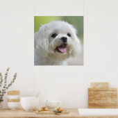 Poster Chien maltais blanc (Cuisine)