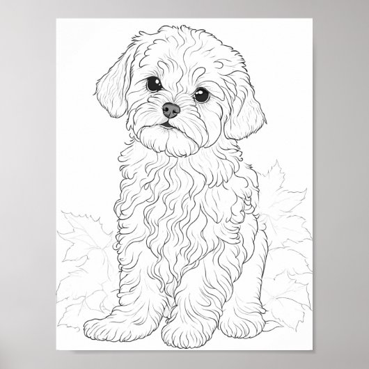 Poster Chien maltais Couleur adulte (Devant)