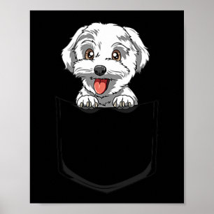 Poster Chien Maltese Poche Maltese Peeout Pocket Maltese