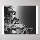 Poster Chien marocain (Devant)