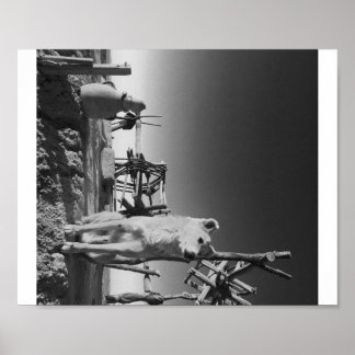 Poster Chien marocain