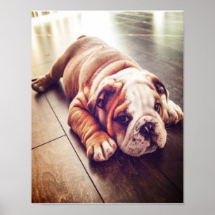 Poster Chien menteur de Bulldog anglais Photo de chien