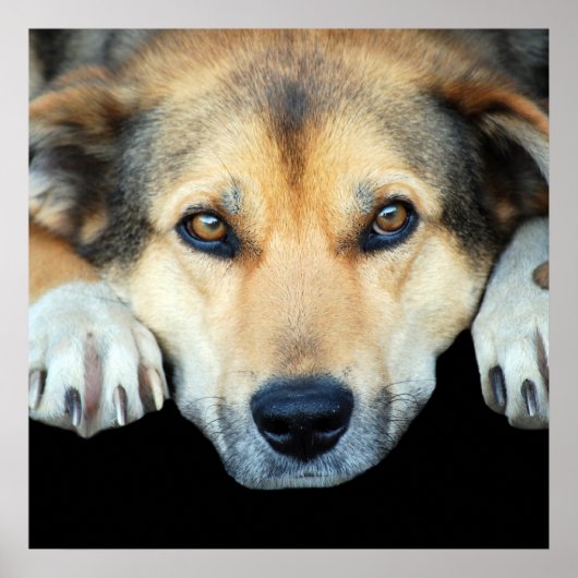 Poster Chien mignon sur n'importe quel arrière - plan cou (Devant)