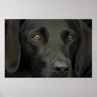 Poster Chien noir du Labrador
