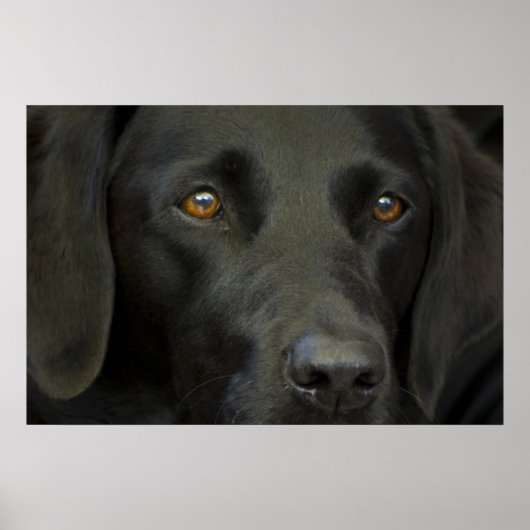 Poster Chien noir du Labrador (Devant)