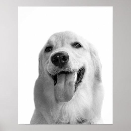 Poster Chien noir et blanc animal peekabot photo (Devant)