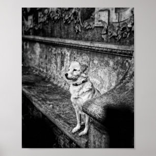 Poster Chien noir et blanc assis sur un vieux banc de pie