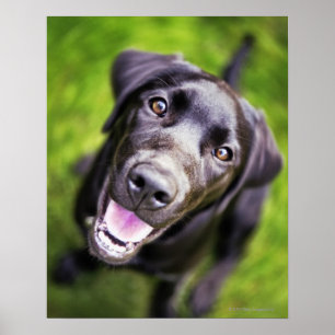 Poster Chien noir labrador regardant vers le haut, gros p