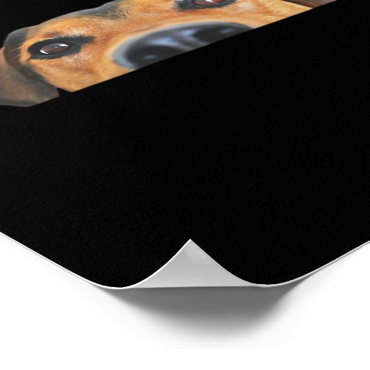 Poster Chien Peekaboo (Coin)