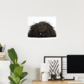 Poster Chien pekingese noir allongé (Bureau à domicile)