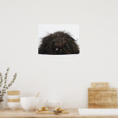 Poster Chien pekingese noir allongé (Cuisine)