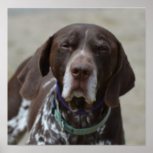 Poster Chien pointeur allemand à pois court