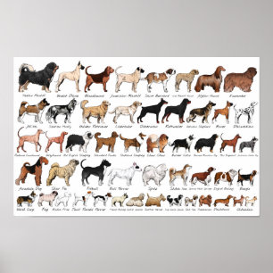 Poster Chien Purebred se reproduit