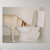 Poster Chien qui boit hors des toilettes (Devant)
