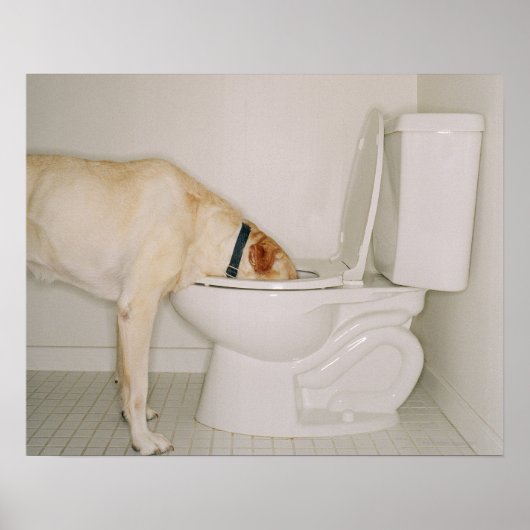 Poster Chien qui boit hors des toilettes (Devant)