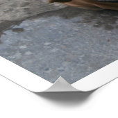 Poster Chien qui regarde vers le haut (Coin)