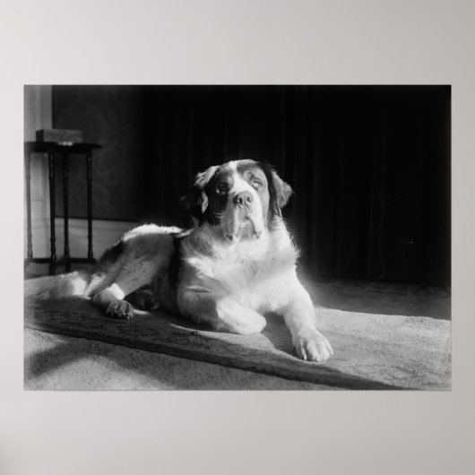 Poster Chien Saint-Bernard 1917 Vintage (Devant)