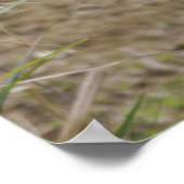 Poster Chien sauvage africain (Coin)