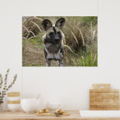 Poster Chien sauvage africain (Cuisine)