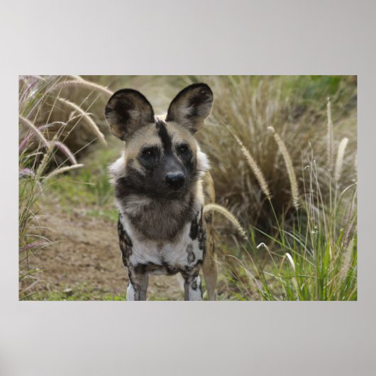 Poster Chien sauvage africain (Devant)