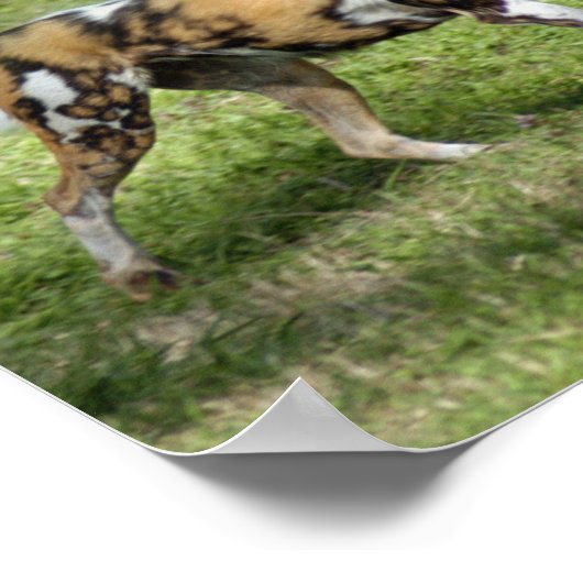 Poster Chien sauvage africain (Coin)