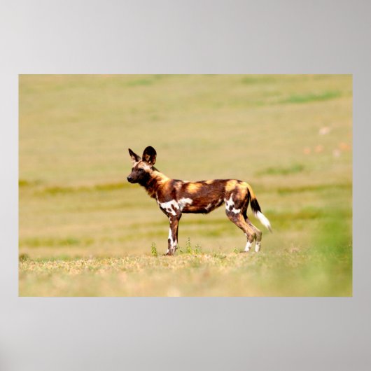 Poster Chien sauvage africain (Lycaon Pictus) debout (Devant)