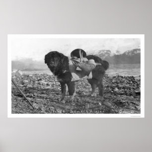 Poster Chien se baladant Seward, Alaska 1911