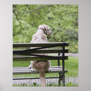 Poster Chien se reposant sur le banc de parc
