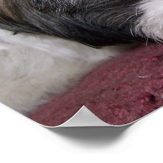 Poster Chien Shih Tzu (Coin)