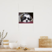 Poster Chien Shih Tzu (Cuisine)