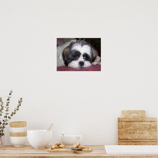 Poster Chien Shih Tzu (Cuisine)