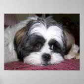 Poster Chien Shih Tzu (Devant)