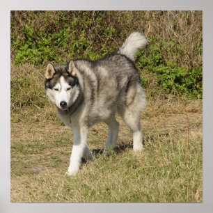 Poster Chien sibérien Husky