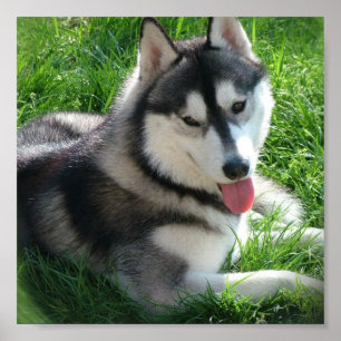 Poster Chien sibérien Husky