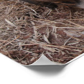 Poster Chien Snap (Coin)