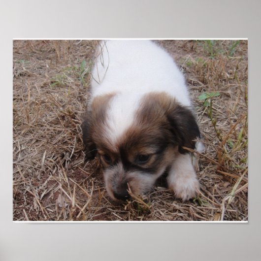 Poster Chien Snap (Devant)