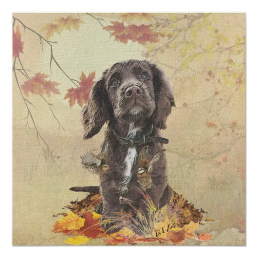 Poster Chien spaniel spaniel cocker au chocolat (Devant)