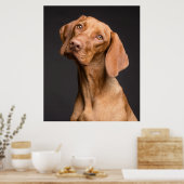 Poster Chien sportif Vizsla (Cuisine)