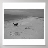 Poster Chien sur la plage (Devant)