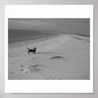 Poster Chien sur la plage