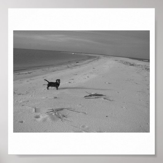 Poster Chien sur la plage (Devant)